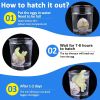 4Pcs Random Color Dinosaur Eggs Easter Dinosaur Eggs Hatching Dino Egg Grow In Water Crack With Assorted Color Hunting Game Easter Basket Stuffers Bir